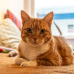 котяче ліжко