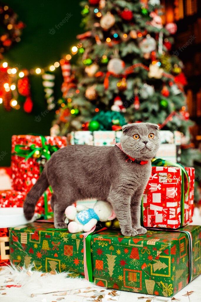 коти улюбленець