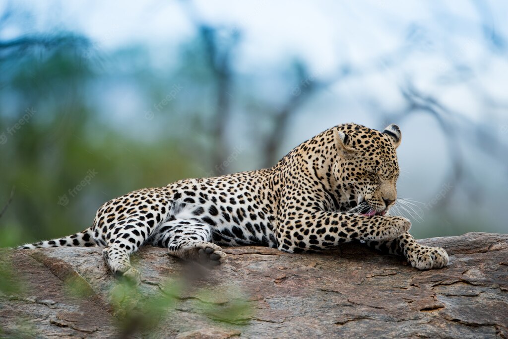 африканське сафарі