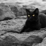 сплячий кіт