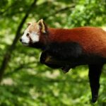 ведмідь панда