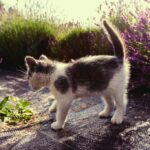 флора і фауна