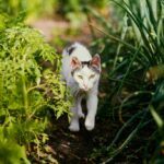 рослинний і тваринний світ