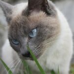 сіамський кіт