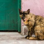 кішка сидить