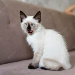 коти улюбленець