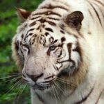 білий тигр
