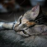 котячий будинок