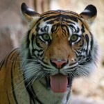 чорний тигр