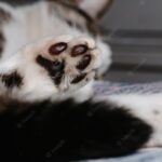 смішний кіт