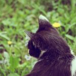 коти улюбленець