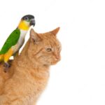 смішний кіт