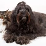 собака і кіт