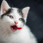 коти домашня тварина