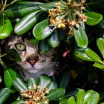 коти улюбленець