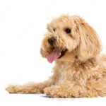 собака ізольована