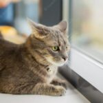 коти улюбленець