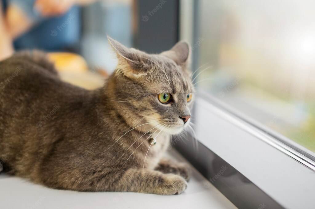 коти улюбленець