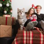 смішний кіт