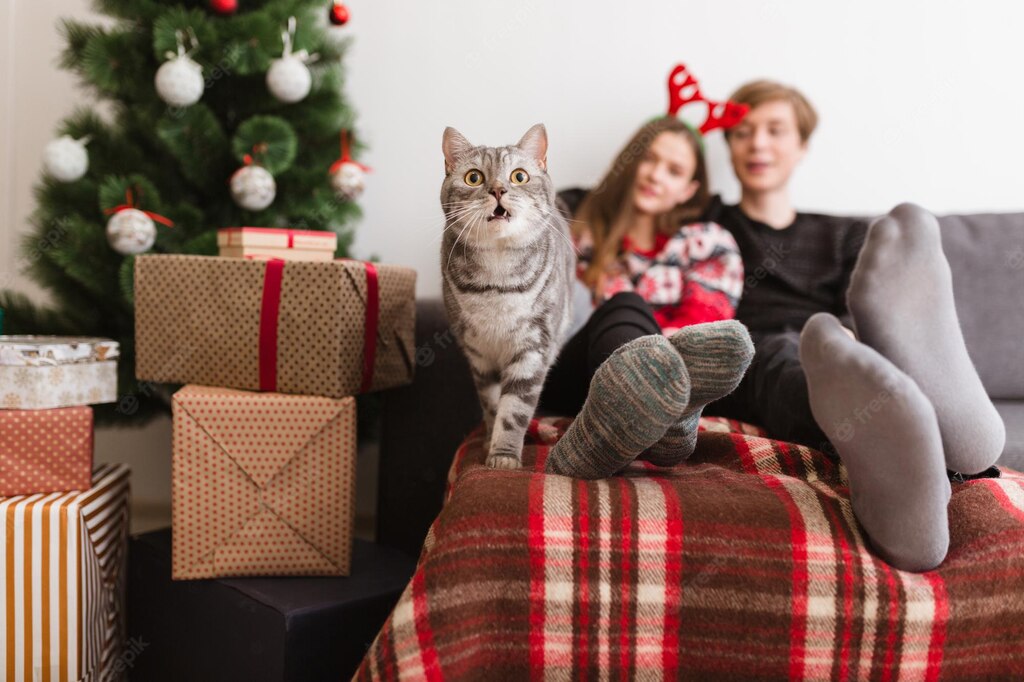 смішний кіт