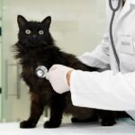 ветеринарна медицина