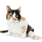 коти улюбленець