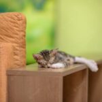 сплячий кіт