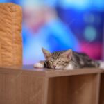 сплячий кіт