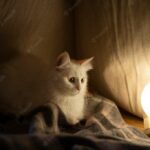 коти домашня тварина