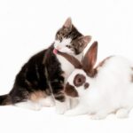 коти улюбленець