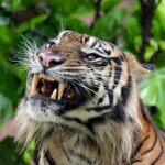 чорний тигр