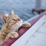 помаранчевий кіт