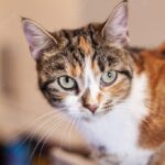 котячий будиночок