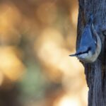 дика природа