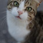 коти домашня тварина