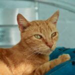 коти улюбленець