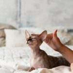 коти улюбленець