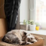 сплячий кіт