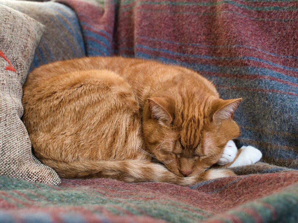 сплячий кіт