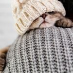 коти улюбленець