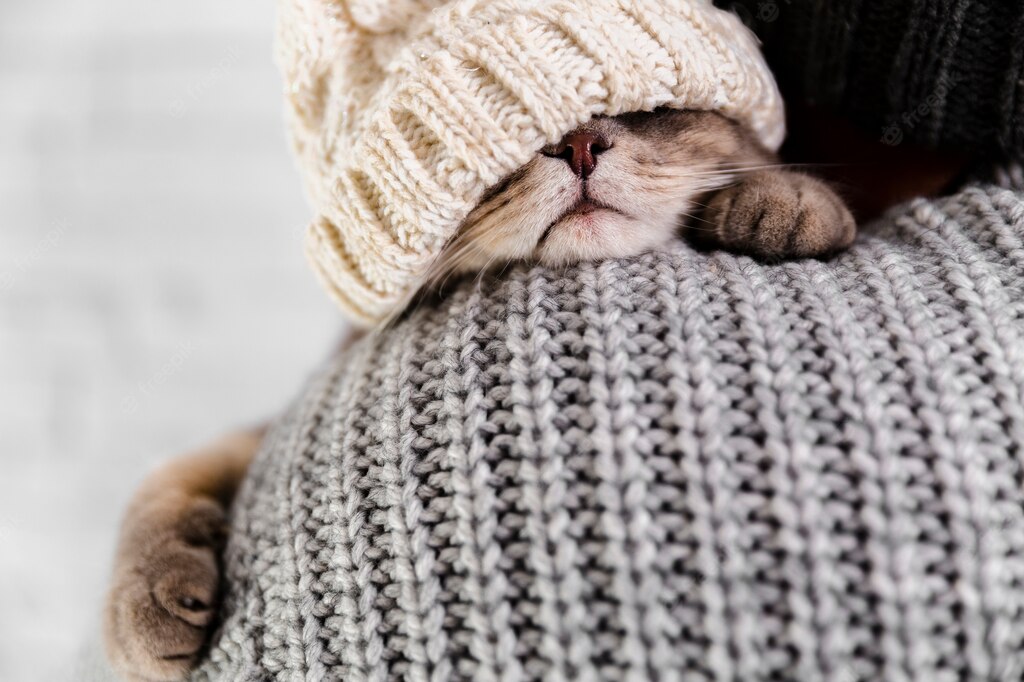 коти улюбленець