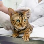 ветеринарна медицина