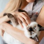 коти домашня тварина