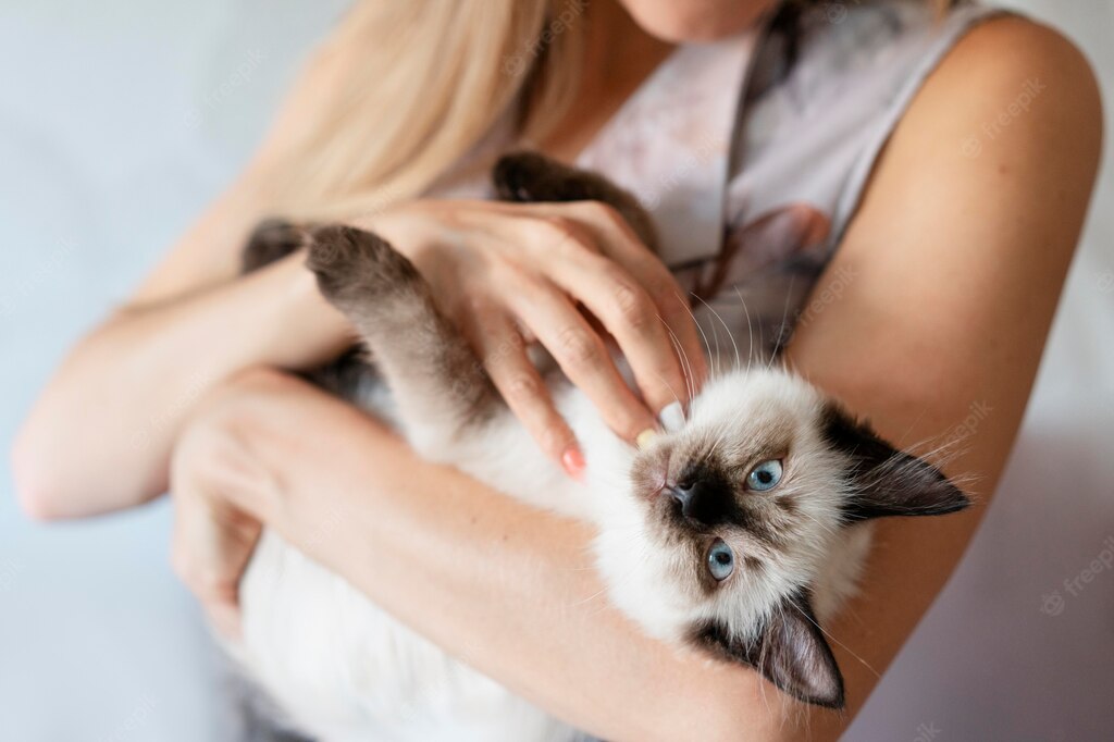 коти домашня тварина
