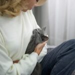 коти домашня тварина