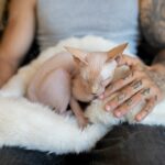 котячий будинок