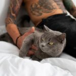 котячий будинок