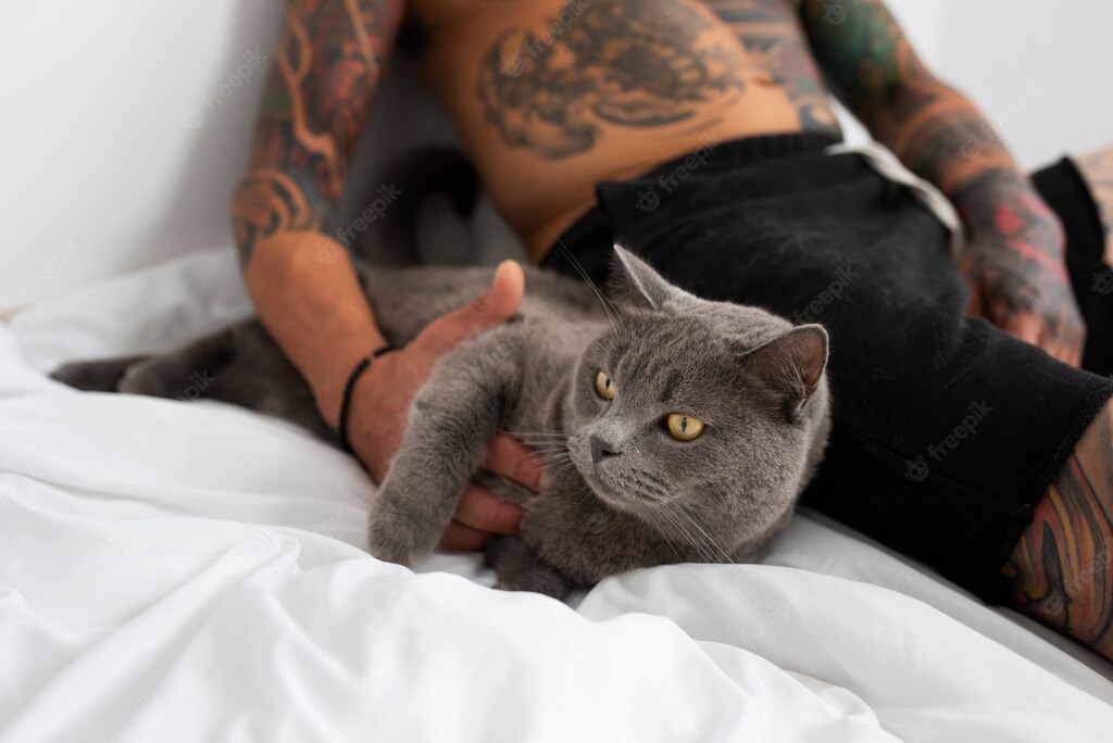 котячий будинок