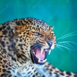 африканське сафарі