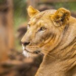 африканське сафарі